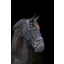 EcoRider Show Comfort Bridle Black